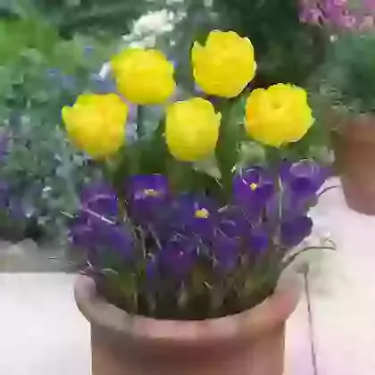 Tulip and Crocus Collection